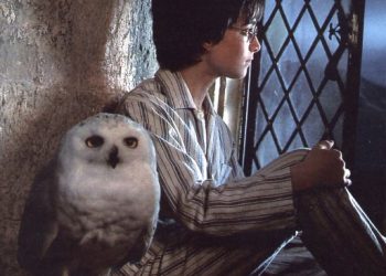 harry and hedwig 1213081666