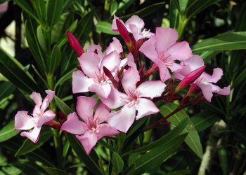 Oleander 1249806413