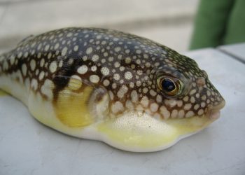 fugu1 1363770881