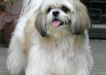 shih tzu 4 1372144521