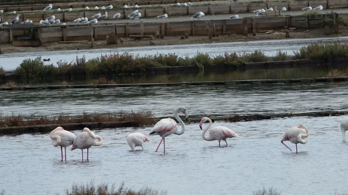 Plamenci Flamingosi M. Dejanovic 4. 10. 2024 16