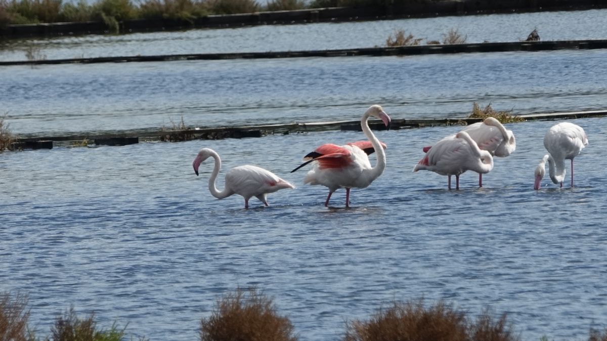 Plamenci Flamingosi M. Dejanovic 4. 10. 2024 20