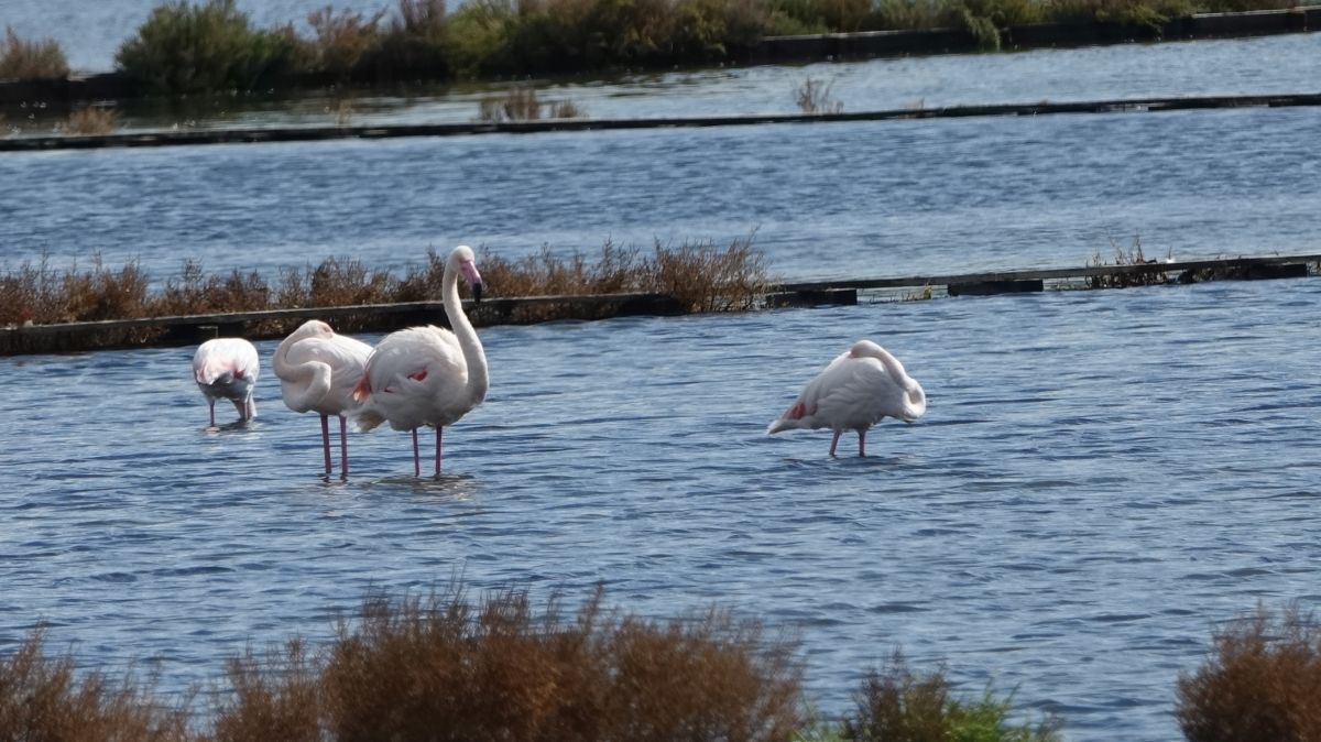 Plamenci Flamingosi M. Dejanovic 4. 10. 2024 22