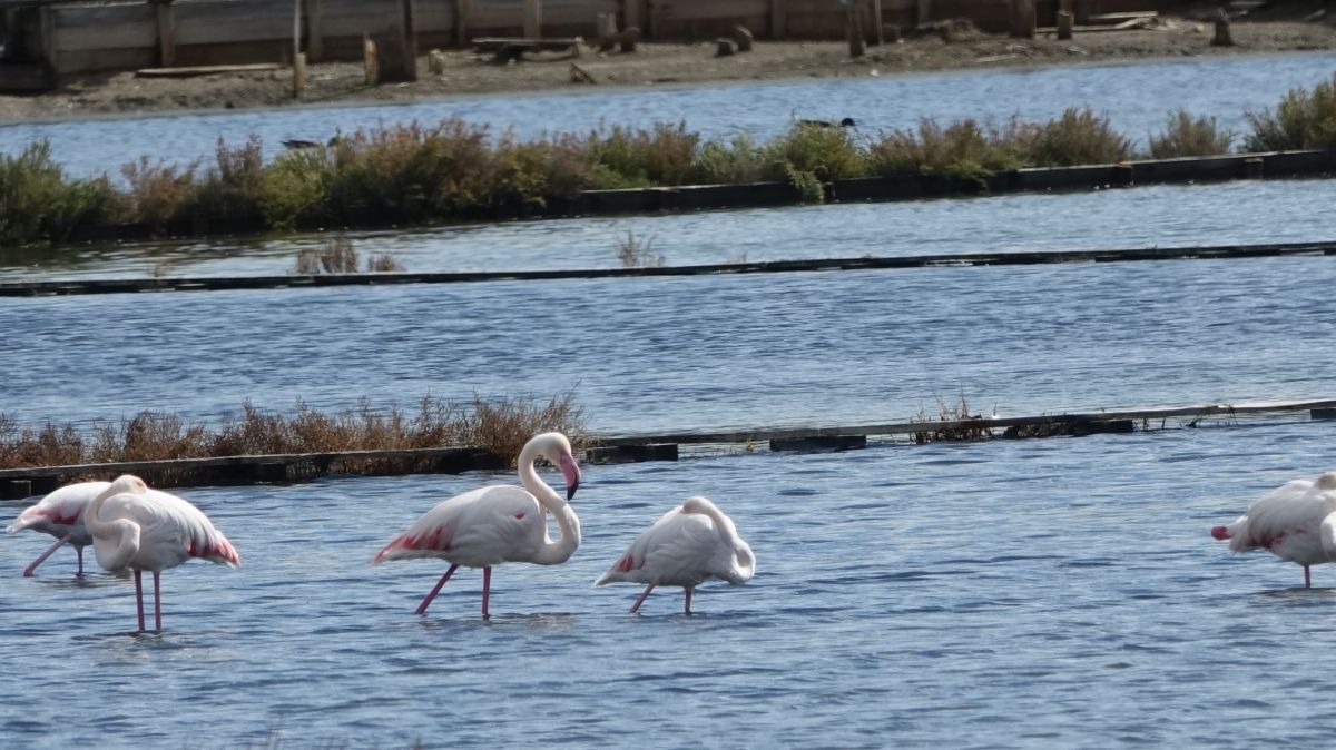 Plamenci Flamingosi M. Dejanovic 4. 10. 2024 24