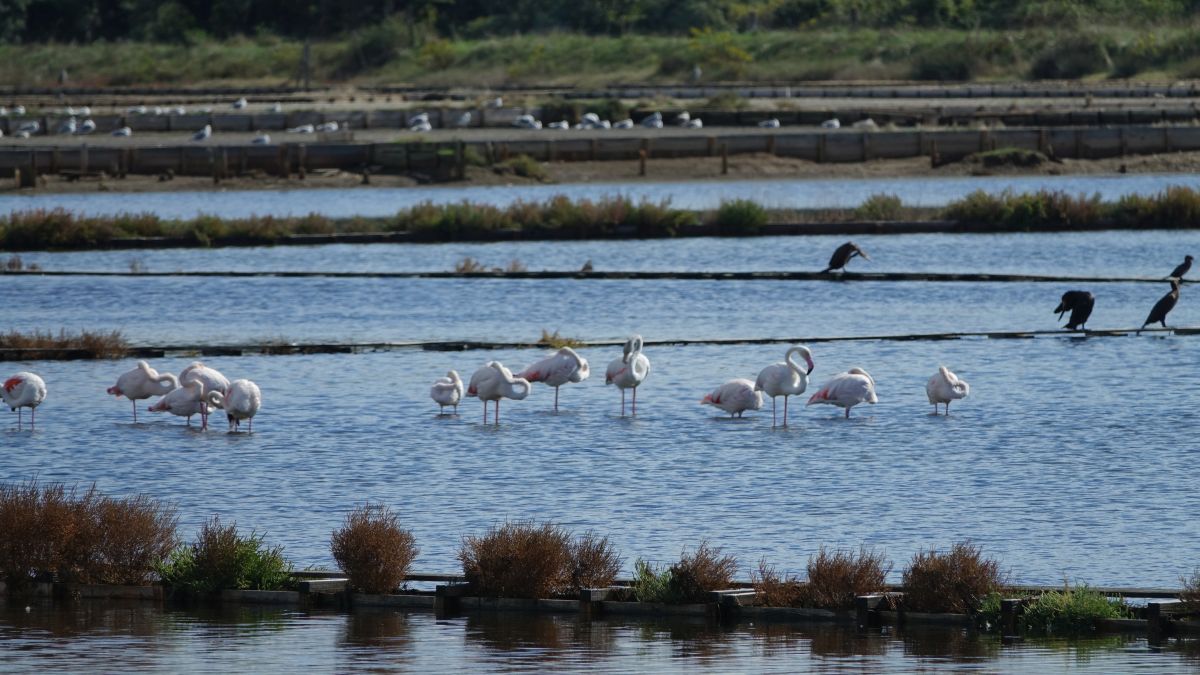 Plamenci Flamingosi M. Dejanovic 4. 10. 2024 27