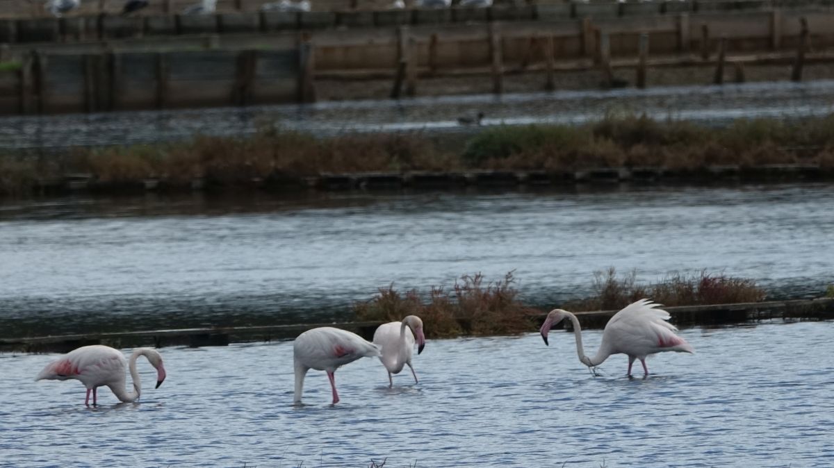 Plamenci Flamingosi M. Dejanovic 4. 10. 2024 44