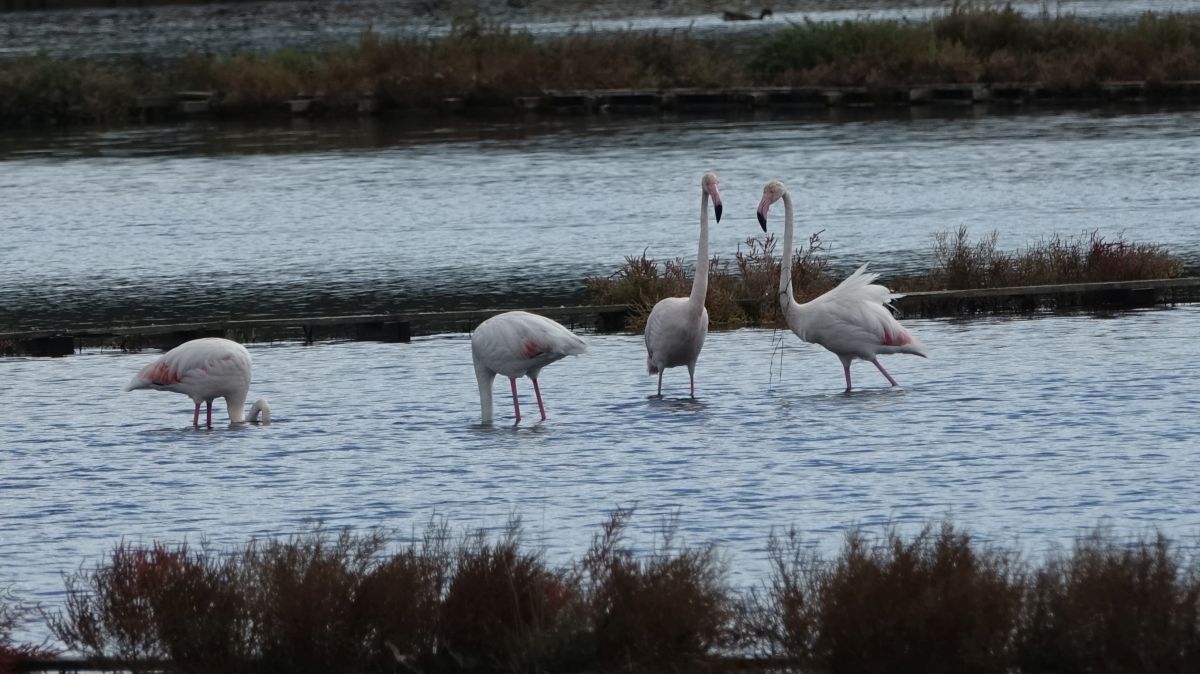 Plamenci Flamingosi M. Dejanovic 4. 10. 2024 46