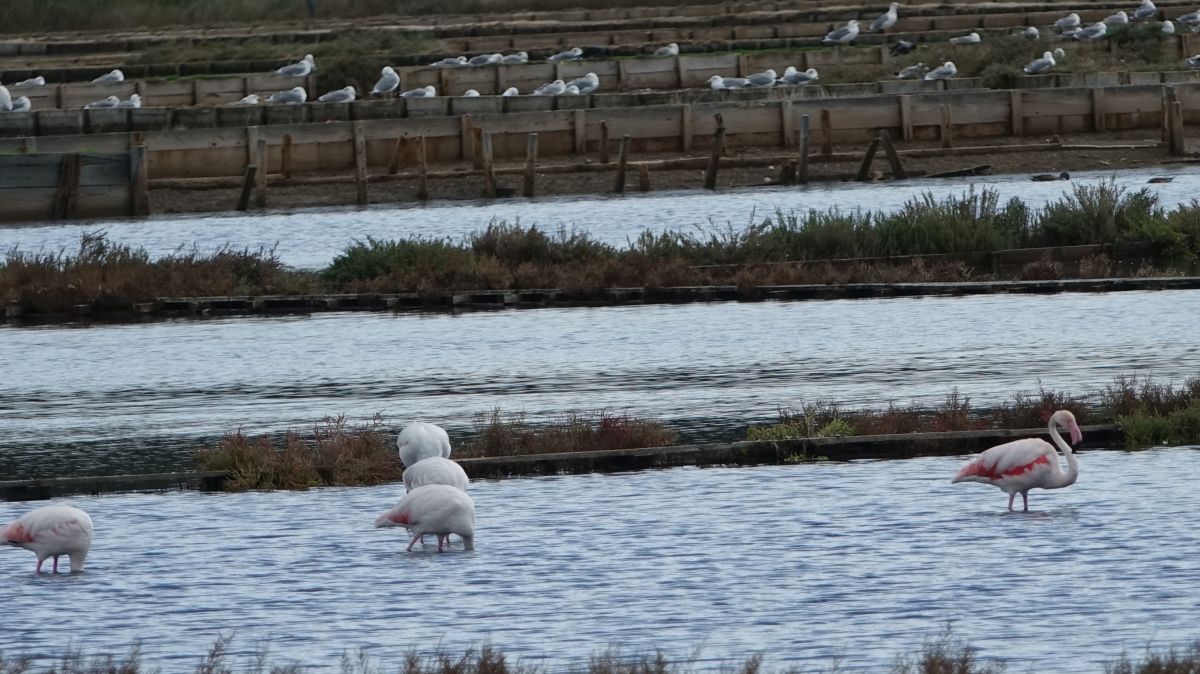 Plamenci Flamingosi M. Dejanovic 4. 10. 2024 53