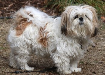 Shih Tzu Reference 21