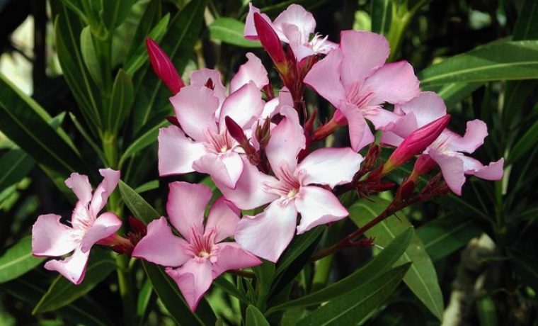 Oleander_1249806413.jpg