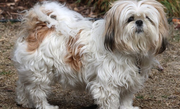 Shih_Tzu_Reference_-21