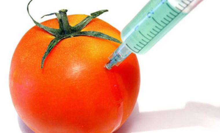 gmo_tomato__451868_cut_1333535378.jpg