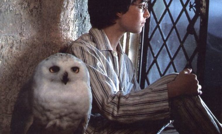 harry_and_hedwig_1213081666.jpg