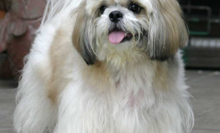 shih_tzu_4_1372144521.jpg